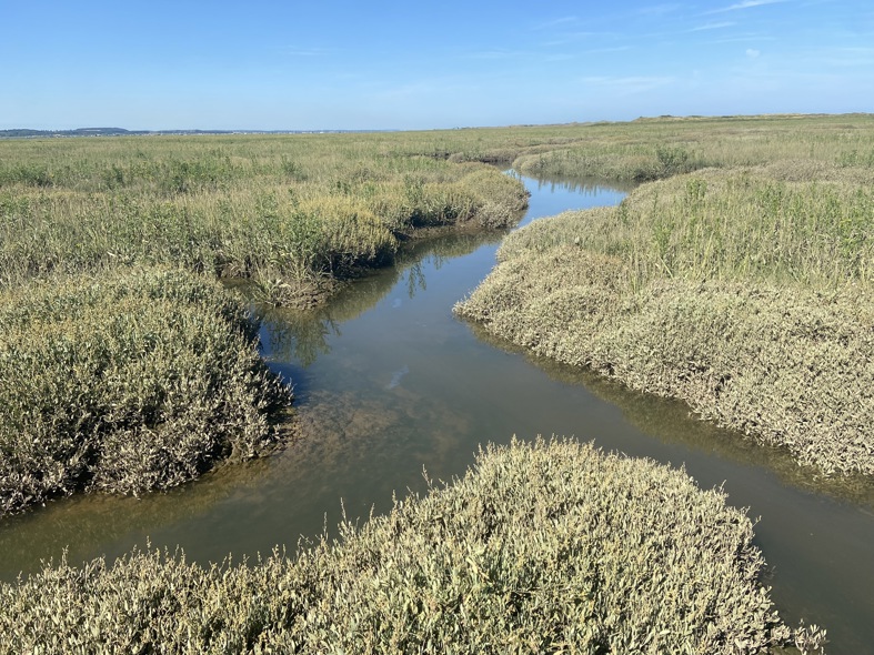Saltmarsh landscape with a meandering creek